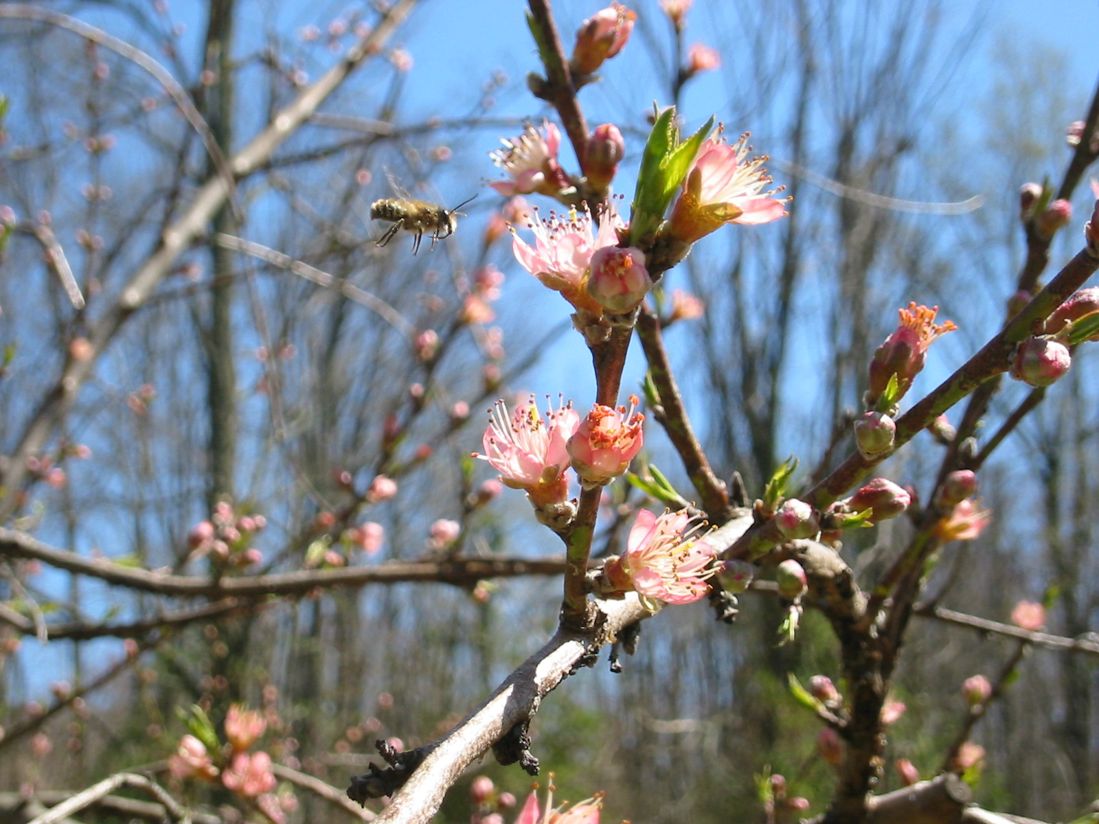 Bee Coming to Peach Blossons